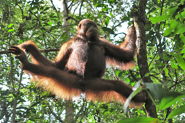 croisiere borneo