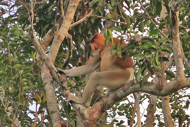 croisiere borneo