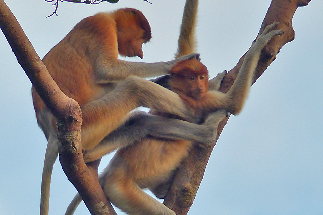 croisiere borneo