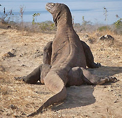 Komodo - Indonésie