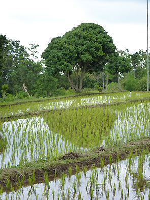 Lombok
