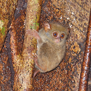 tarsiers Sulawesi Nord