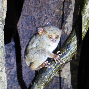 Sulawesi Nord