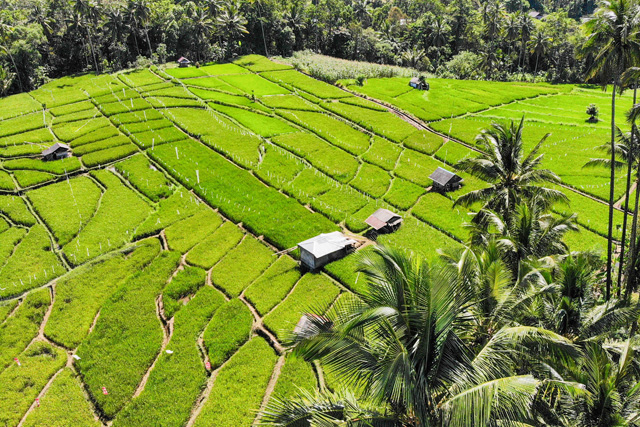 rizières vue de drone Sulawesi Nord