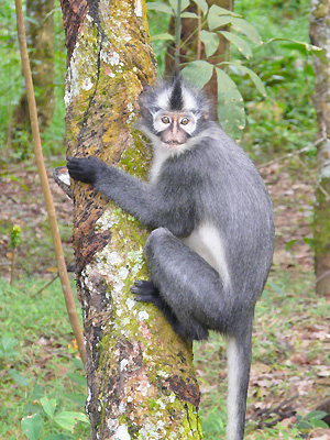 Sumatra Pays Batak
