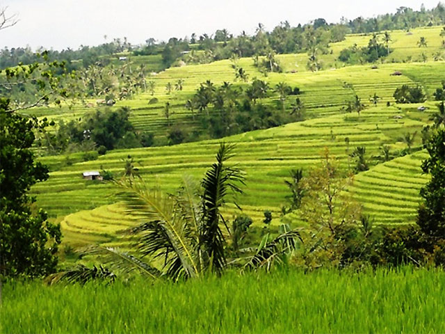Les rizi res de Jatiluwih les subak de Bali  et l Unesco