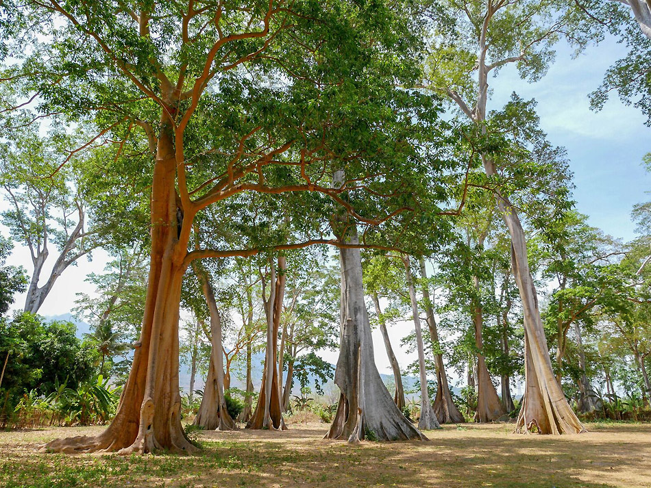 forêt lombok indonésie