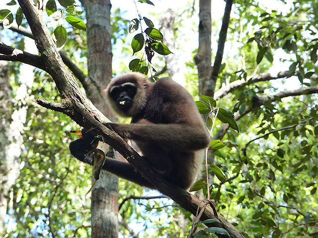 Bornéo Kalimantan