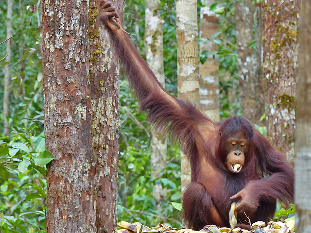 Bornéo Kalimantan