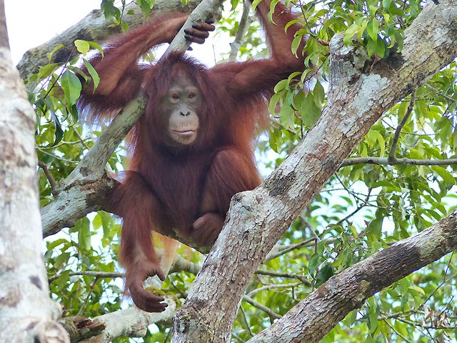 Bornéo Kalimantan