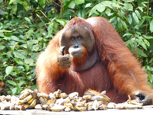 Bornéo Kalimantan