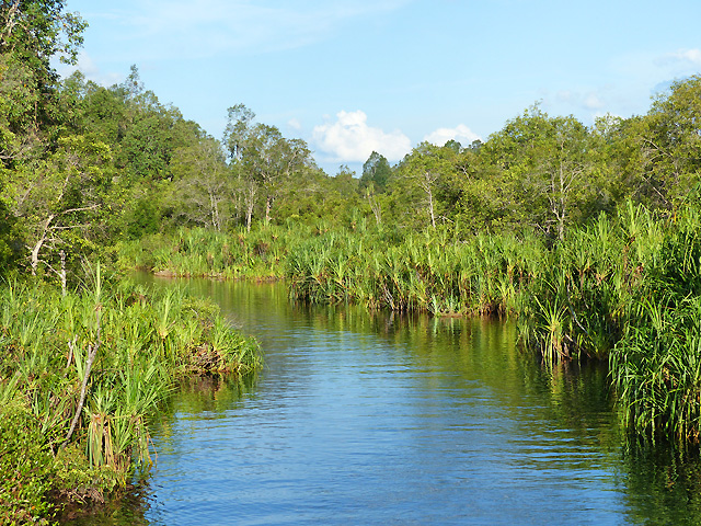 Bornéo Kalimantan