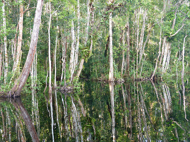 Bornéo Kalimantan