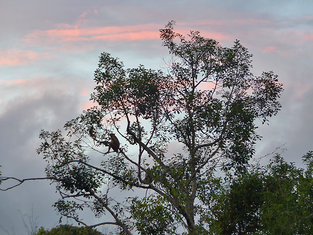 Bornéo Kalimantan
