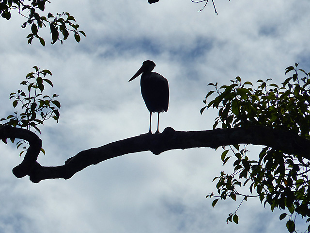 Bornéo Kalimantan