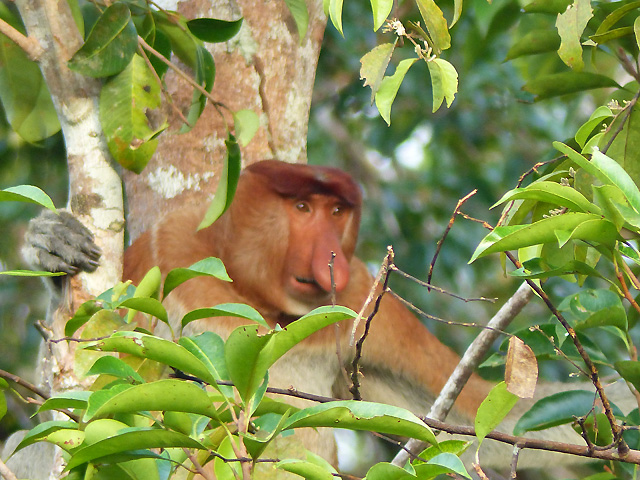 Bornéo Kalimantan