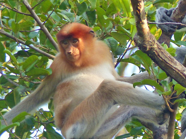 Bornéo Kalimantan