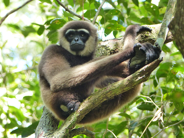 Bornéo Kalimantan