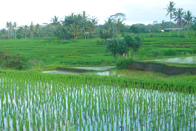 Chez l'habitant à Bali Awik