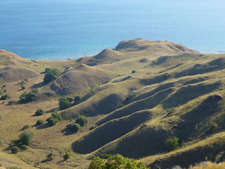 Komodo