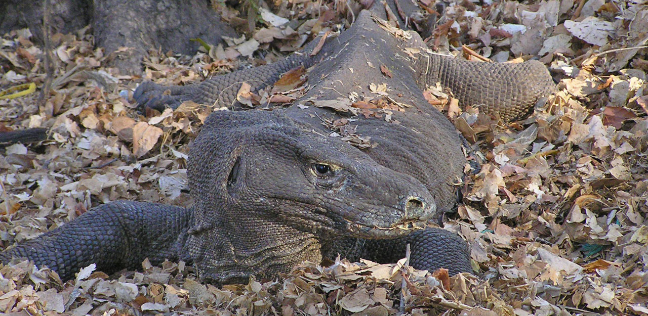 Komodo