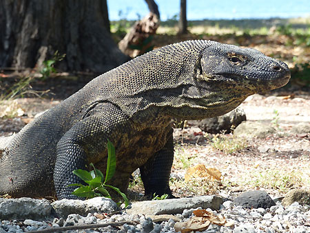 Komodo