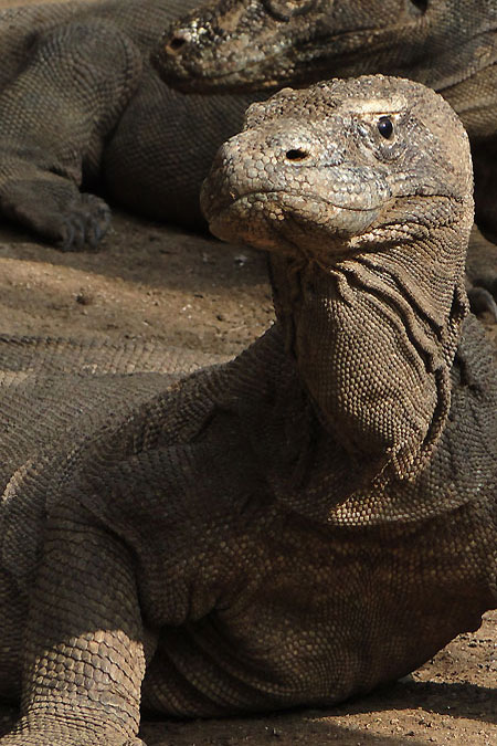 Komodo