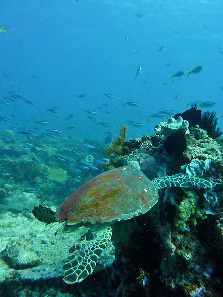 plongée Bali