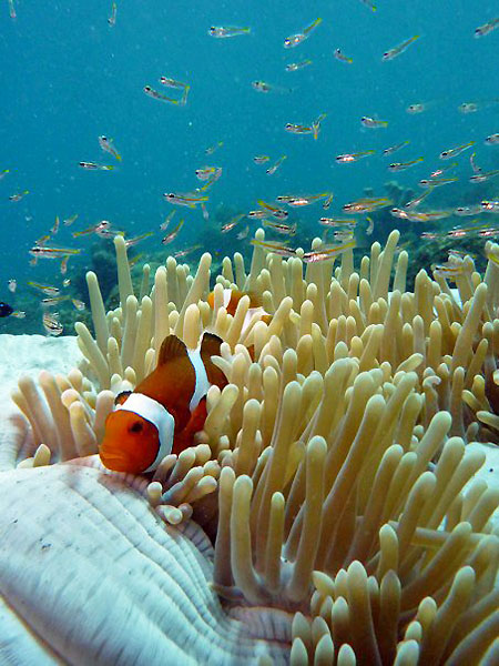 plongée Bali