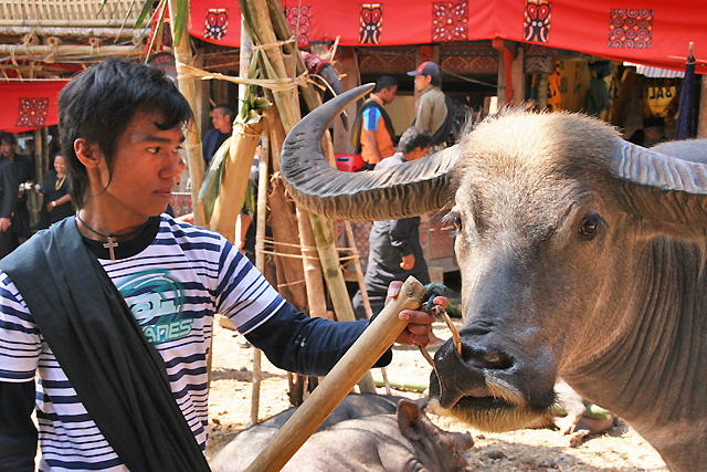 Sulawesi Toraja