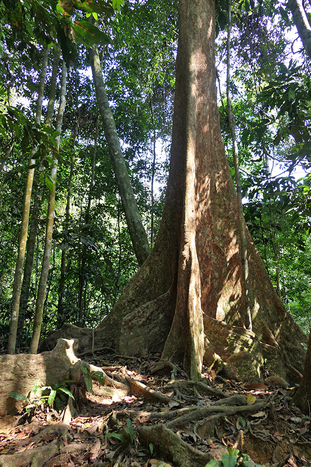 Sumatra Pays Batak