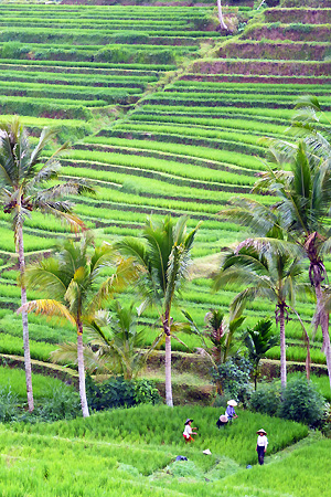 Trek Bali