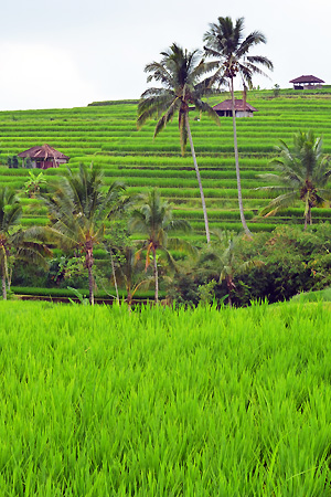 Trek Bali